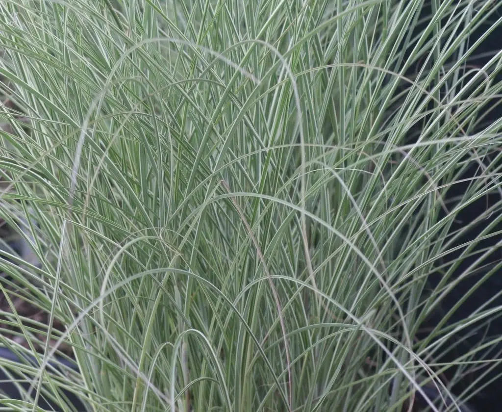 Buntes Chinaschilf Miscanthus sinensis 'Morning Light' als Ziergras, mit silbrigen und grün-goldenen Blättern, Stauden Gänge