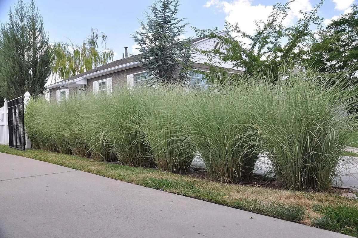 Buntes Chinaschilf Miscanthus sinensis 'Morning Light', Ziergras mit bunten Blättern, Stauden Gänge