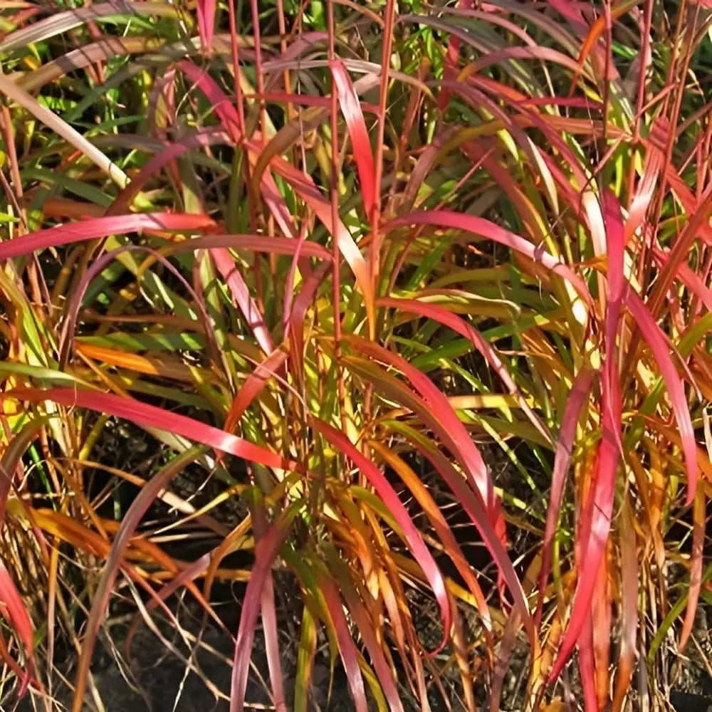 Ziergras Miscanthus sinensis 'Navajo' von Stauden Gänge, mit hohen, filigranen Halmen in einem Garten.