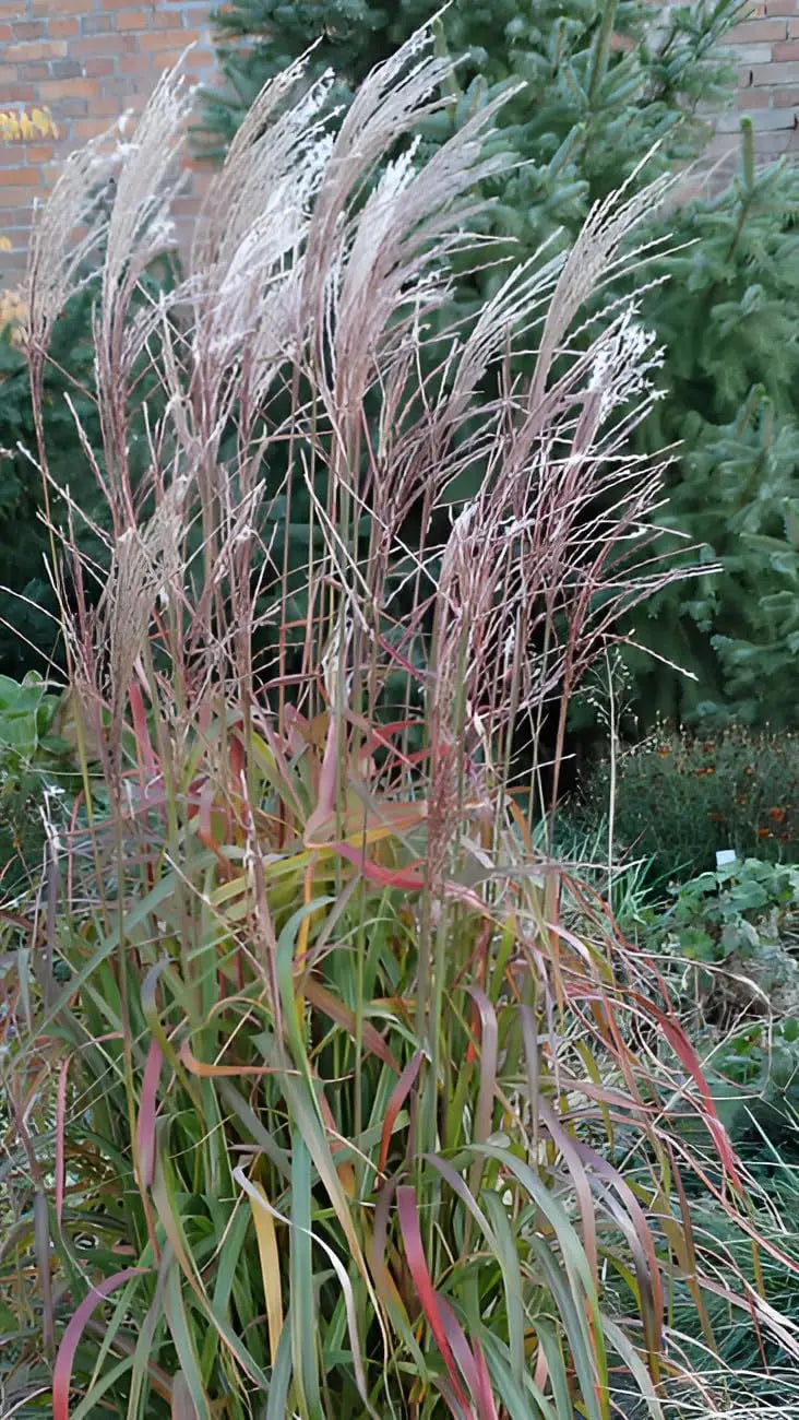 Ziergras Miscanthus sinensis 'Navajo' von Stauden Gänge, mit hohen, gefiederten Blättern im Garten sichtbar.