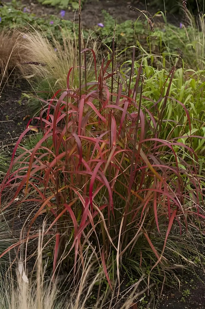 Ziergras Miscanthus sinensis 'Navajo' von Stauden Gänge, mit langen, schmalen Blättern und goldbeigem Schilf in natürlicher Haltung.