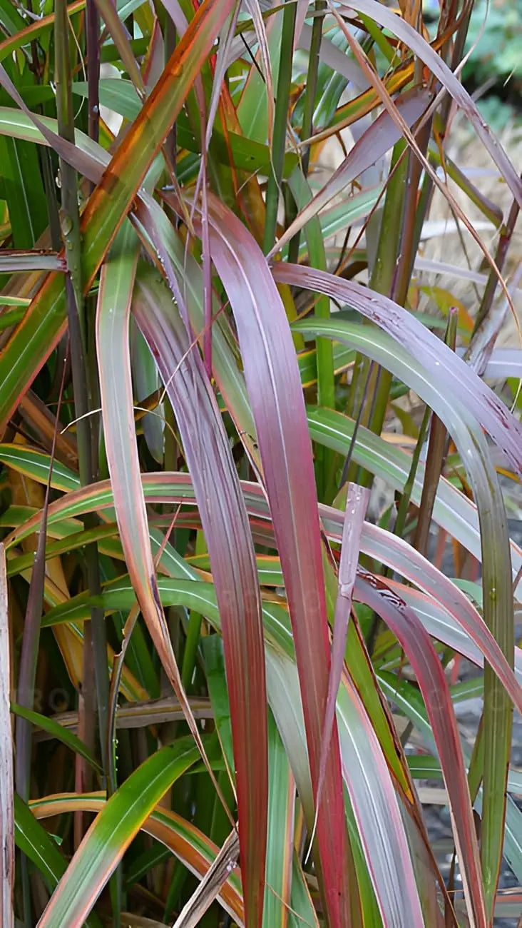 Ziergras Miscanthus sinensis 'Navajo' von Stauden Gänge, mit hohen, schmalen Halmen und filigranen Blütenständen.