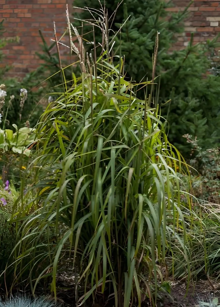 Ziergras Miscanthus sinensis 'Navajo' von Stauden Gänge mit langen, schmalen Blättern und graziler Wuchsform