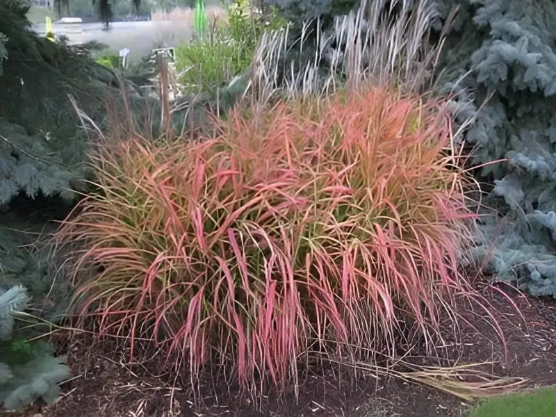 Ziergras Miscanthus sinensis 'Navajo' von Stauden Gänge mit silbrigen Blättern und hohen Rispen, winterhart und attraktiv im Garten
