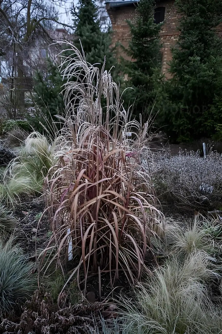 Ziergras Miscanthus sinensis 'Navajo' von Stauden Gänge, mit hohen, schilfartigen Halmen und goldbraunen Blättern.