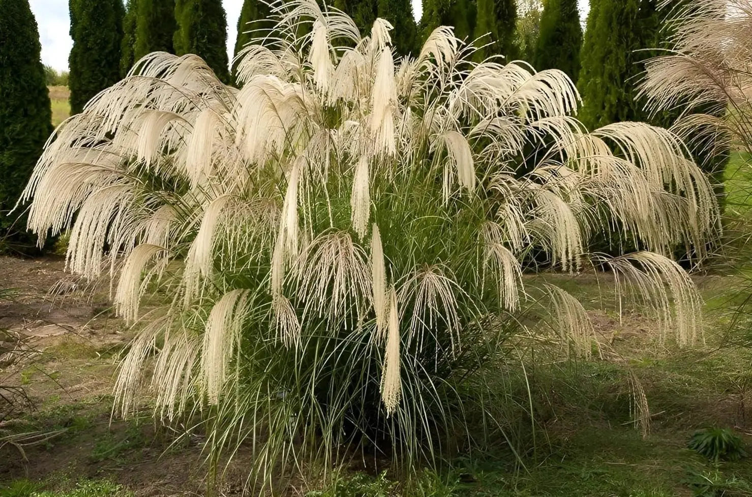 Ziergras Miscanthus sinensis 'Nishidake' von Stauden Gänge, grünes Chinaschilf mit schmalen, hohen Halmen.