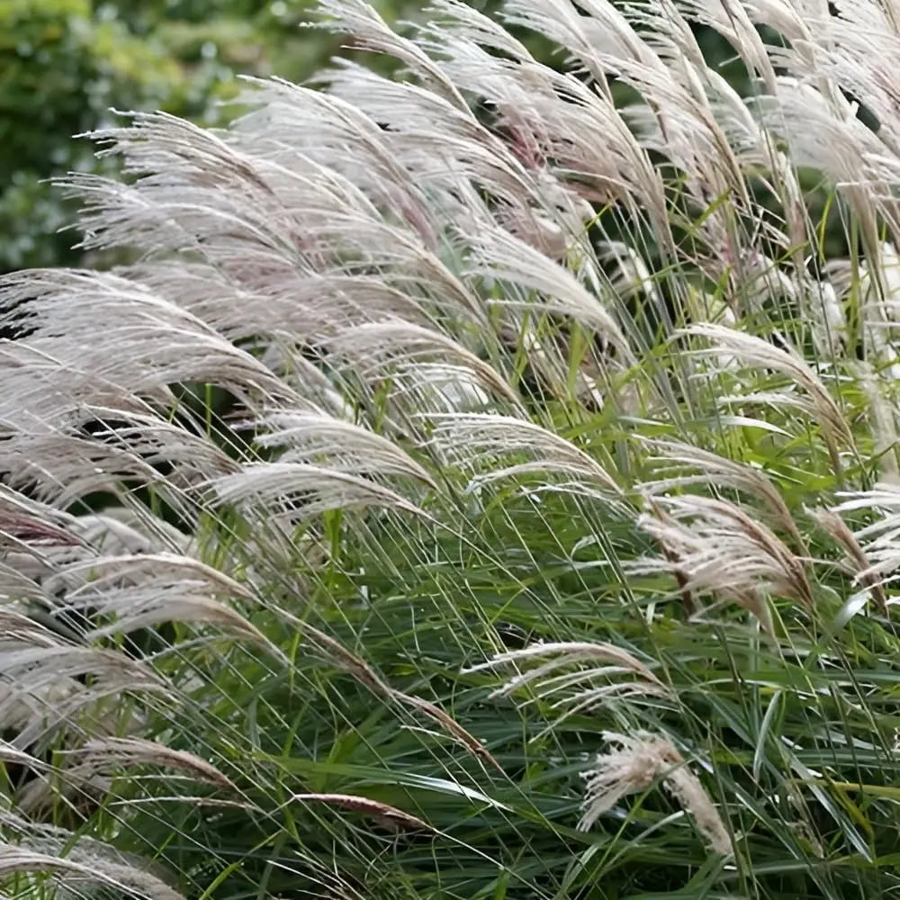 Ziergras Miscanthus sinensis 'Nishidake' von Stauden Gänge, mit langen, schmalen Blättern und eleganter Wuchsform.
