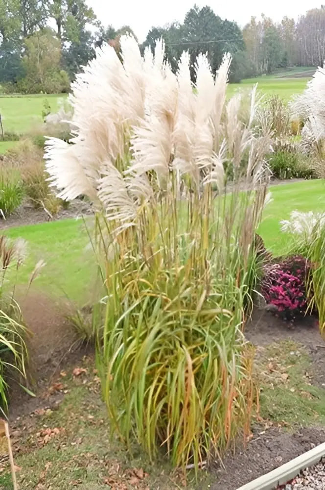 Ziergras Miscanthus sinensis 'Nishidake' von Stauden Gänge, deutlich sichtbare schmale, hohe Halme im Garten.