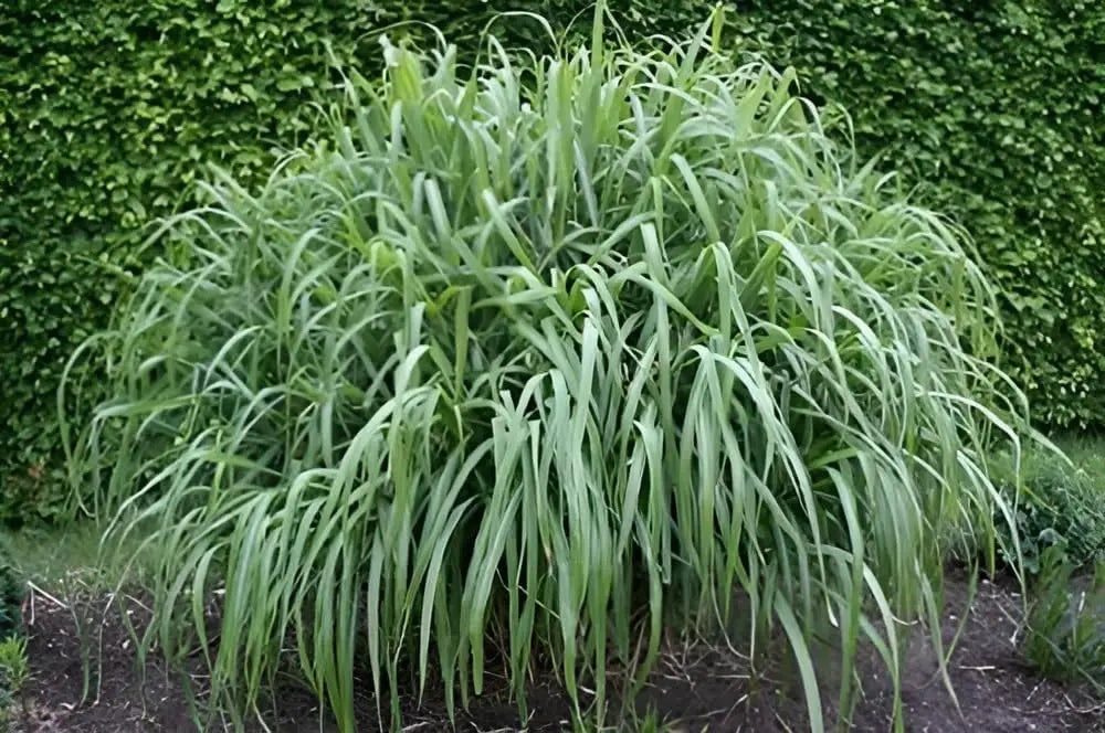 Ziergras Miscanthus sinensis 'Nishidake' von Stauden Gänge, mit langen, eleganten Halmen in natürlicher Anordnung.