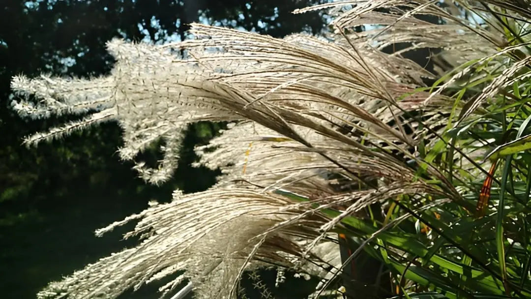 Ziergras Miscanthus sinensis 'Nishidake' von Stauden Gänge, mit hohen, schmalen Blättern und goldenen Fransen im Herbst.