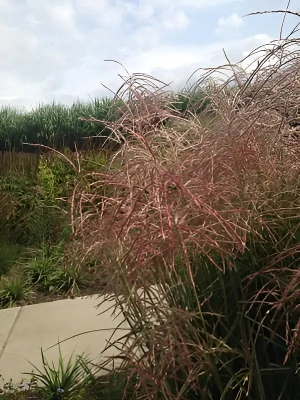 Ziergras Miscanthus sinensis 'Pink Cloud' von Stauden Gänge mit rosa Blättern und üppigem, weichem Fächer.