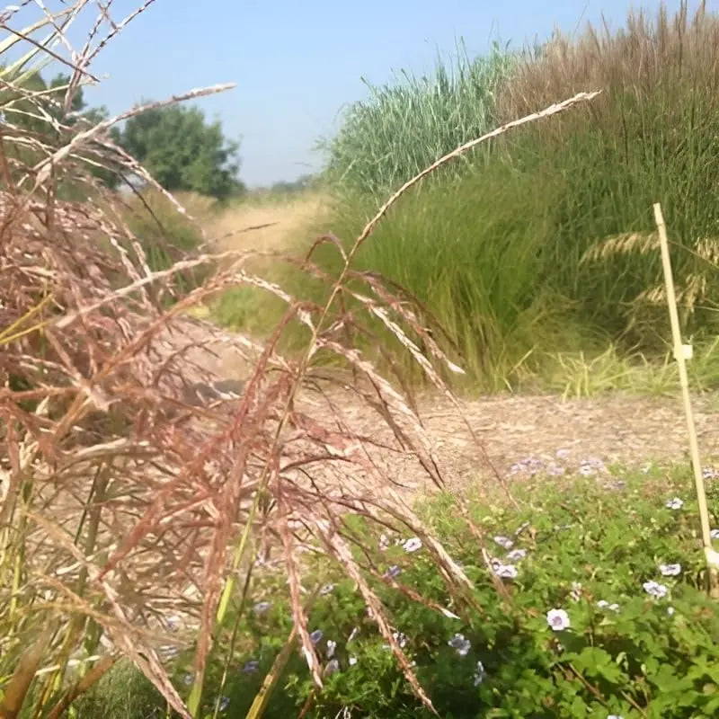 Ziergras Miscanthus sinensis 'Pink Cloud' von Stauden Gänge, rosa Chinaschilf mit silbrigen Blättern und zarten Blütenständen