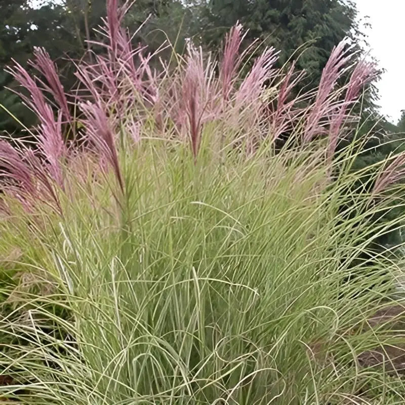 Ziergras Miscanthus sinensis 'Pink Cloud' mit rosa Blütenständen, Stauden Gänge, dekoratives Rosa Chinaschilf im Garten