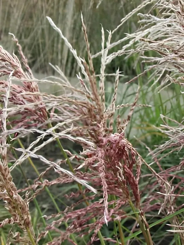 Rosa Chinaschilf Miscanthus sinensis 'Pink Cloud', Ziergras mit rosa Blättern und eleganten, schmalen Halmen.