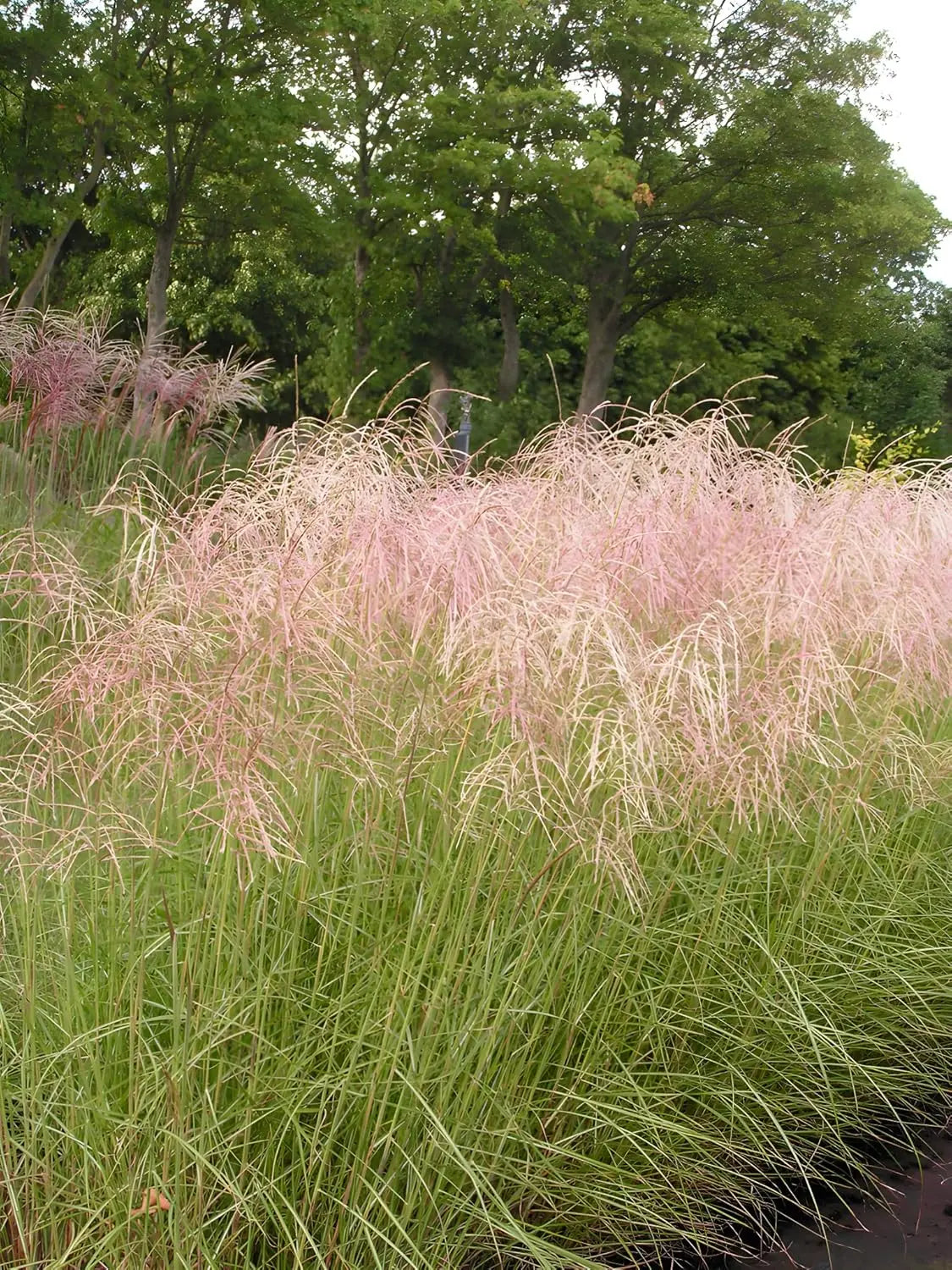 Ziergras Miscanthus sinensis 'Pink Cloud' mit rosa Blättern, von Stauden Gänge, im Garten fotografiert