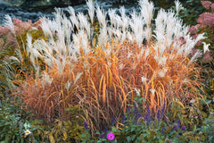 Miscanthus sinensis 'Purpurascens', Chinaschilf, Ziergras mit rotvioletten Blättern, Stauden Gänge