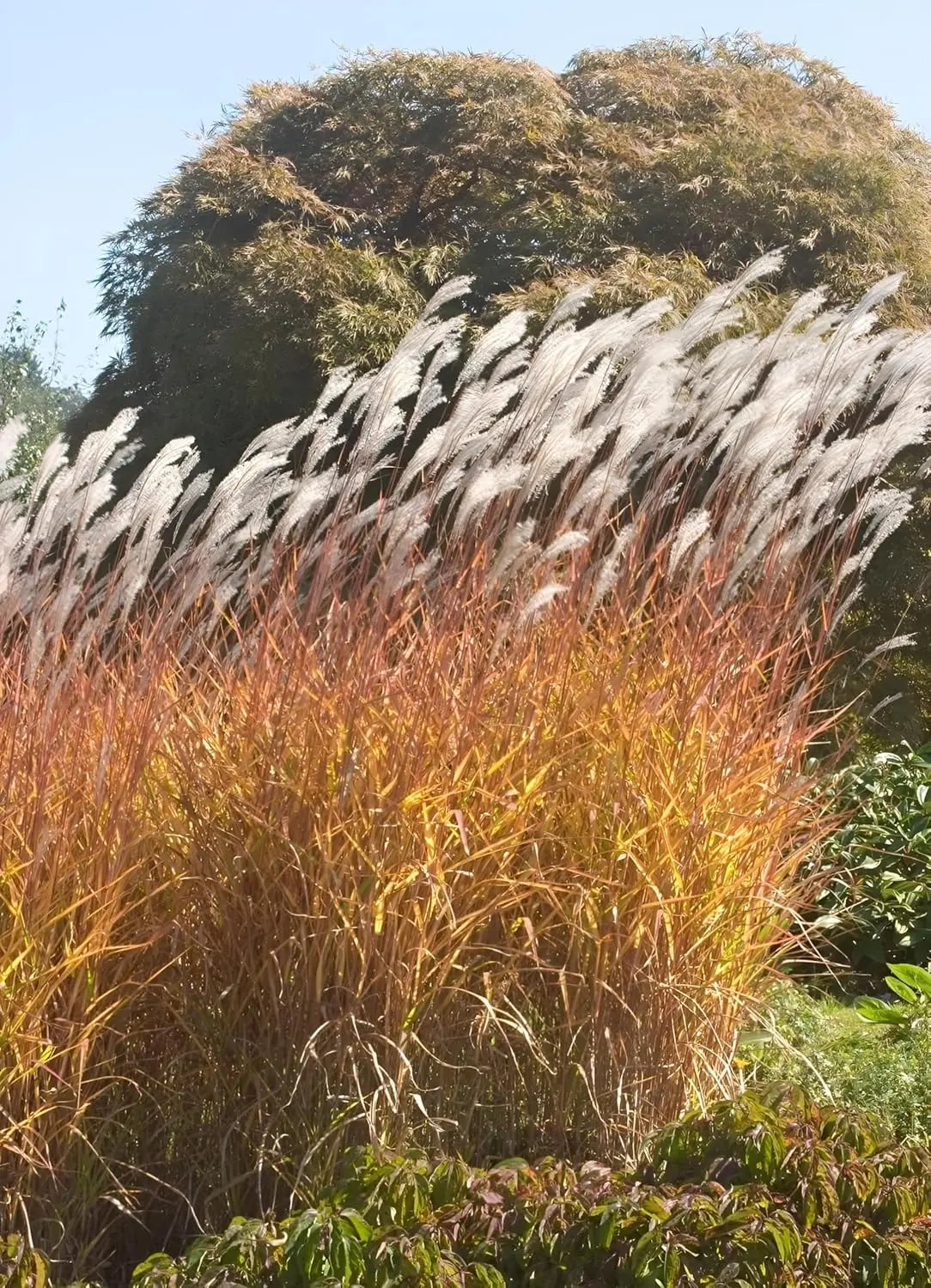 Ziergras Miscanthus sinensis 'Purpurascens' mit roten Blättern, von Stauden Gänge, im Garten.