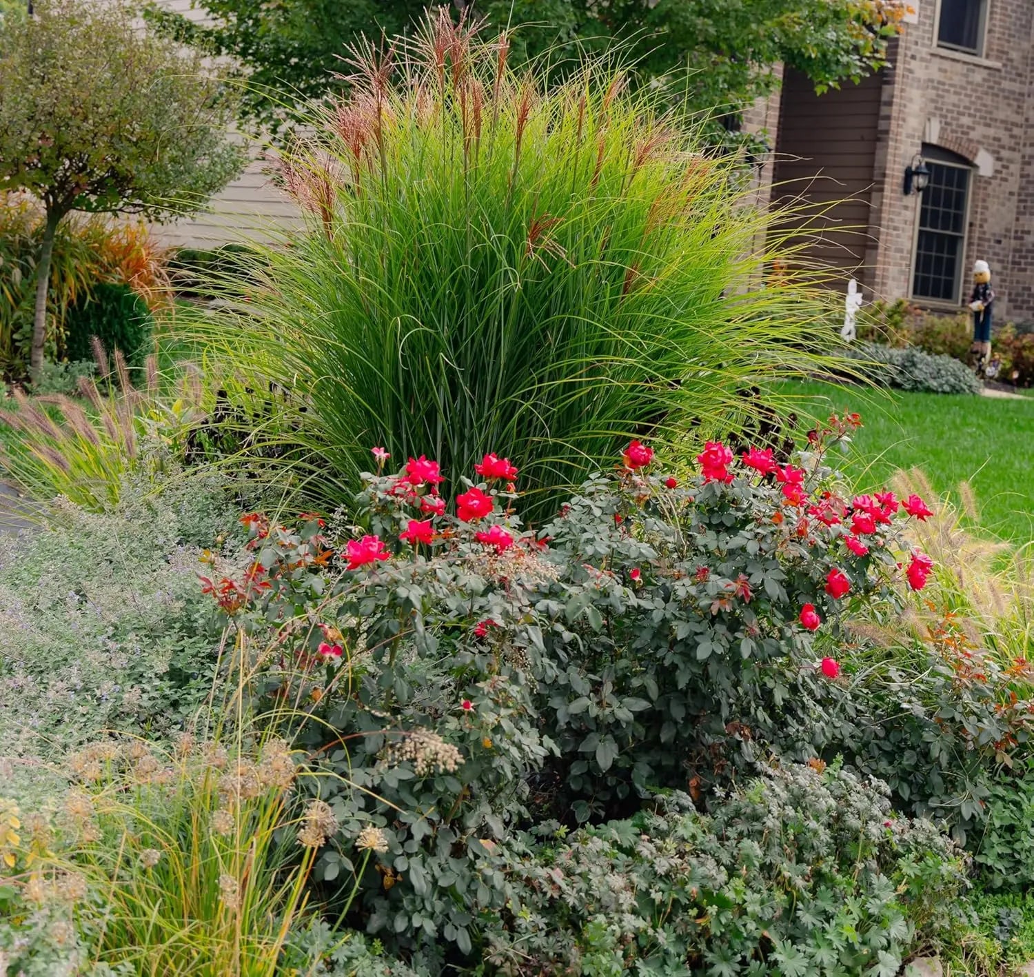 Ziergras Miscanthus sinensis 'Purpurascens' von Stauden Gänge mit purplefarbenen Blättern und hohem, grazilem Wuchs.