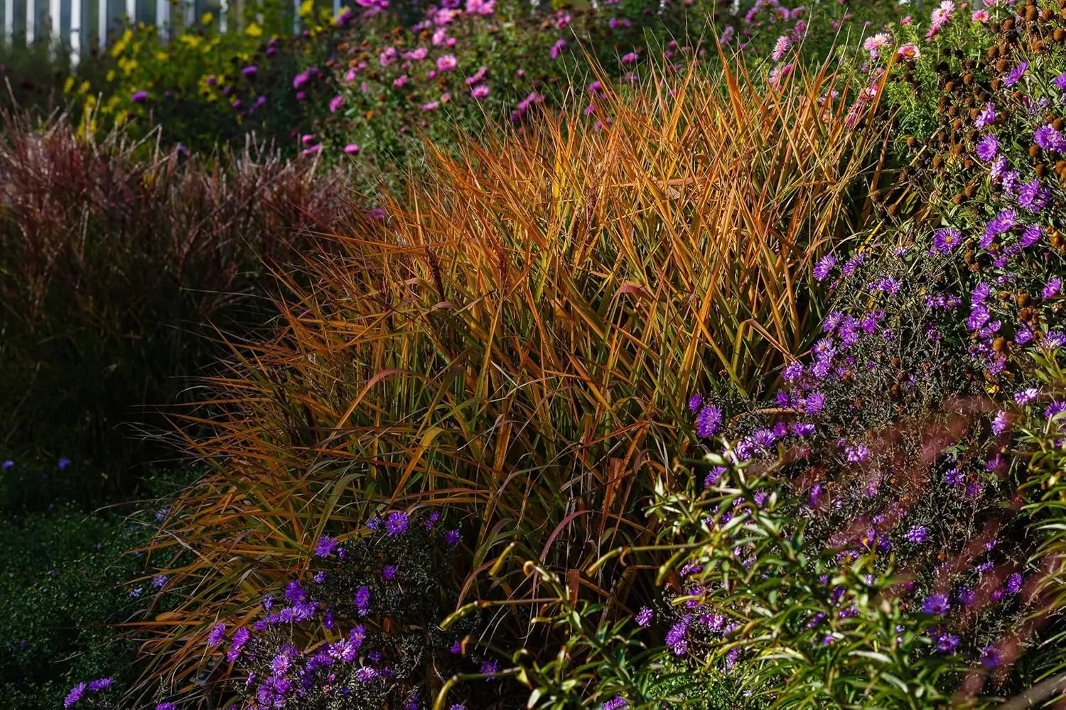 Ziergras Miscanthus sinensis 'Purpurascens' von Stauden Gänge, mit rötlichen Blättern und hohen Halmen, im Garten.