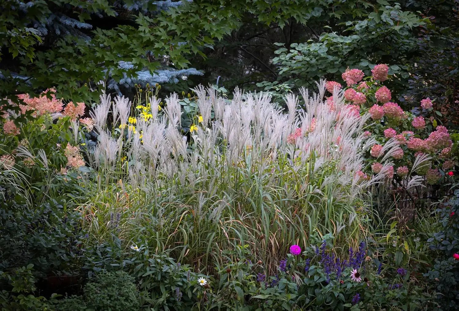 Ziergras Miscanthus sinensis 'Purpurascens' von Stauden Gänge, mit langen, schimmernden Blättern und purpurfarbenen Halmen.