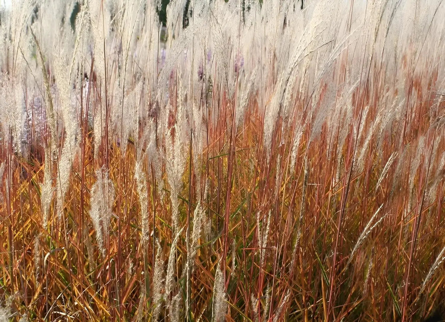 Ziergras Miscanthus sinensis 'Purpurascens' von Stauden Gänge, mit silbrigen und purpurfarbenen Blättern im Garten.