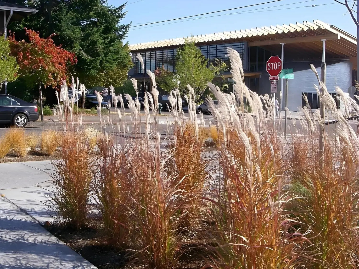 Ziergras Miscanthus sinensis 'Purpurascens' von Stauden Gänge, mit rotem Laub und hohen Halmen im Garten.