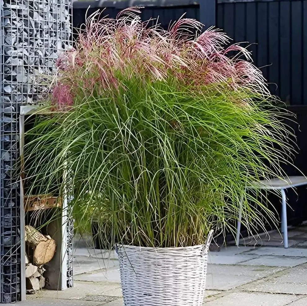 Rotes Chinaschilf Miscanthus sinensis 'Red Cloud®', Ziergras mit rotem Laub, im Garten. Stauden Gänge, naturbelassen.