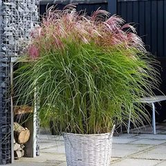 Rotes Chinaschilf Miscanthus sinensis 'Red Cloud®', Ziergras mit rotem Laub, im Garten. Stauden Gänge, naturbelassen.