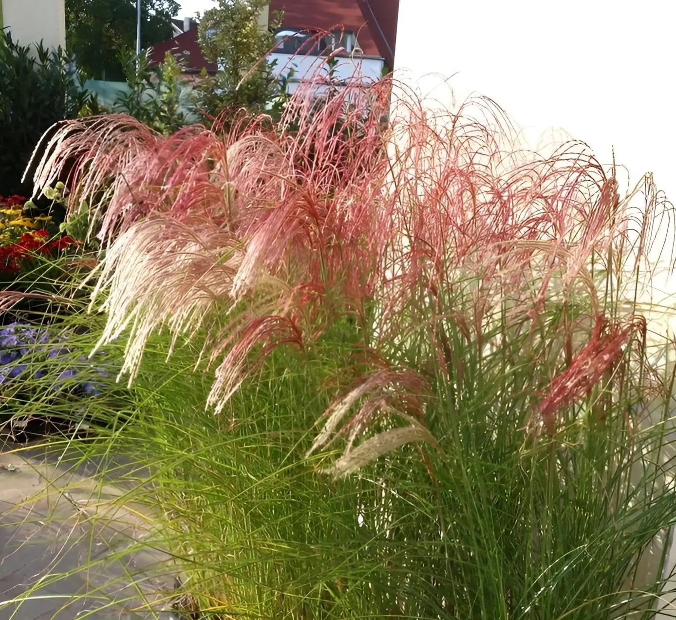 Rotes Chinaschilf Miscanthus sinensis 'Red Cloud®' als Ziergras mit hohen, sattroten Halmen und eleganten Grashalmen.