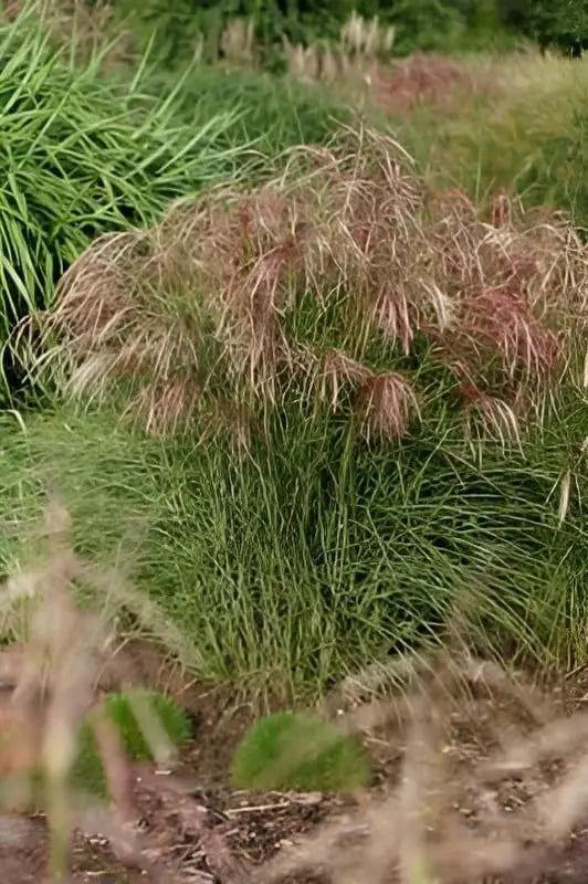 Rotes Chinaschilf Miscanthus sinensis 'Red Cloud®', Ziergras mit rotem, gefiedertem Blättern, von Stauden Gänge.