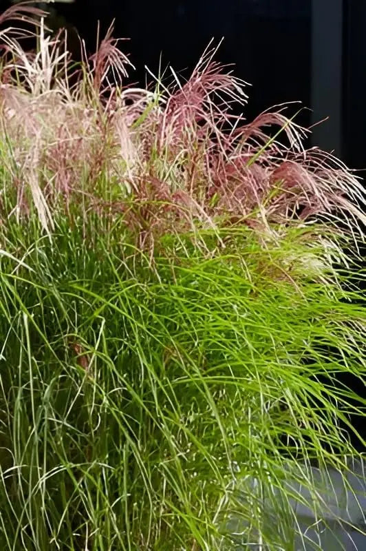 Ziergras Miscanthus sinensis 'Red Cloud®' mit rotem Laub, Stauden Gänge, natürliche Pflanzenaufnahme