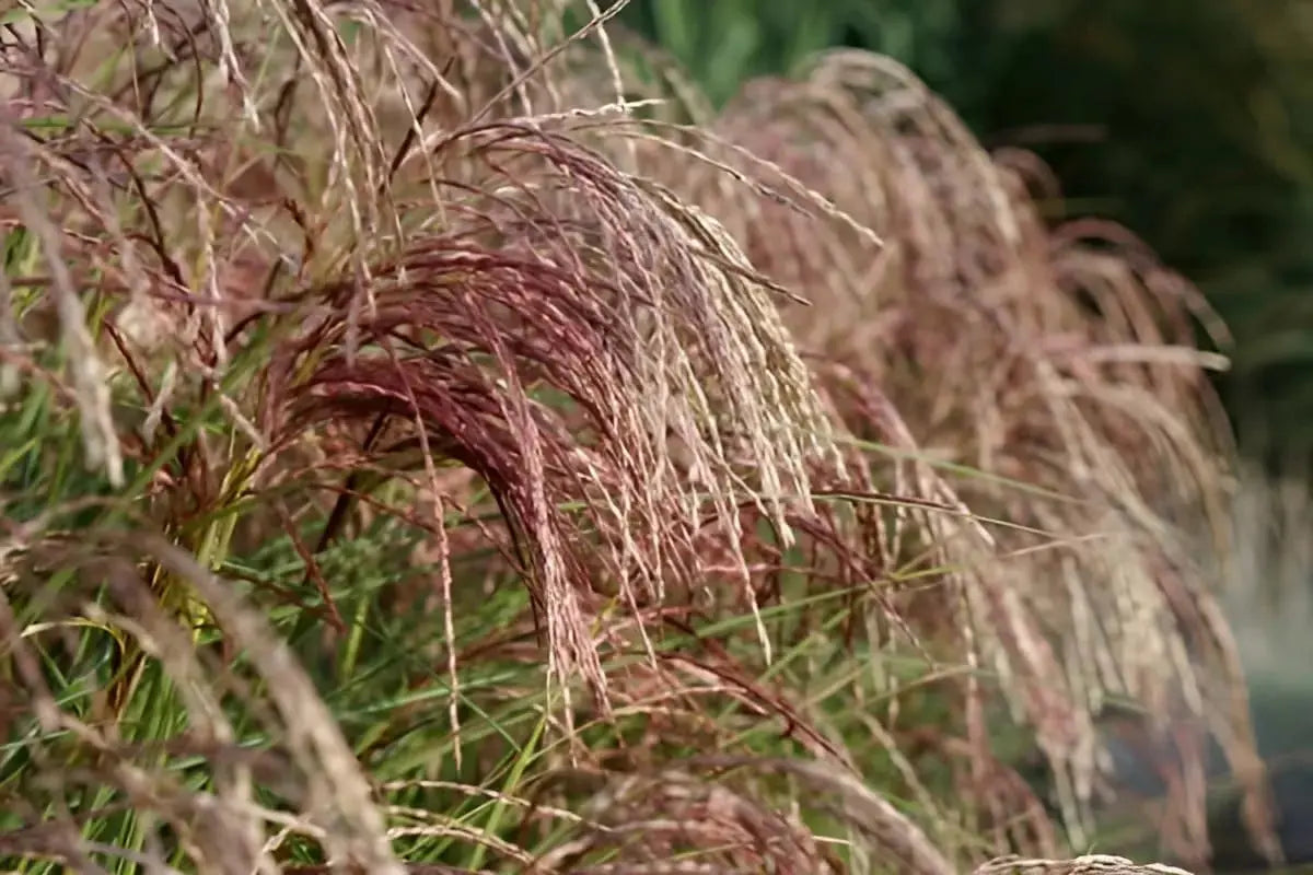 Rotes Chinaschilf Miscanthus sinensis 'Red Cloud®' als Ziergras mit roten Blättern, gepflegt in einem Garten, von Stauden Gänge.