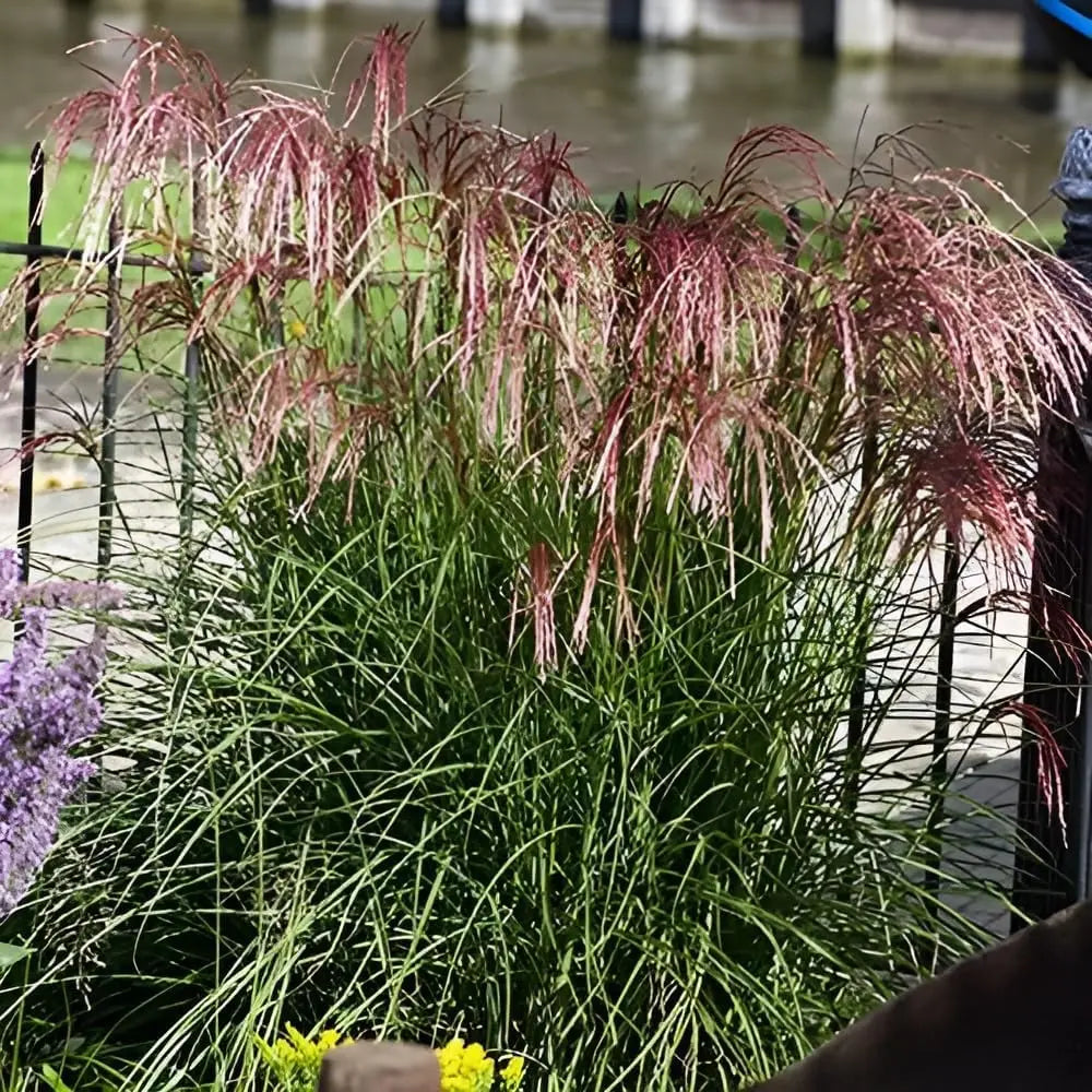 Ziergras Miscanthus sinensis 'Red Cloud®' mit roten Blättern, Stauden Gänge, im Garten.
