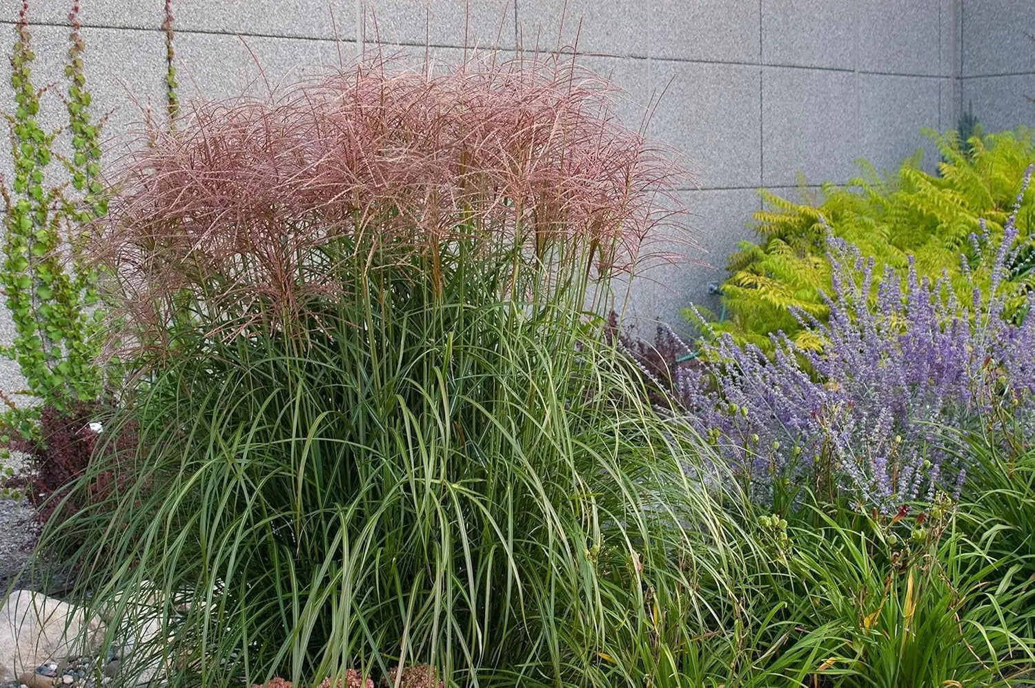 Ziergras Miscanthus sinensis 'Rotsilber' mit rotem Laub, Stauden Gänge, dekoratives Chinaschilf im Garten
