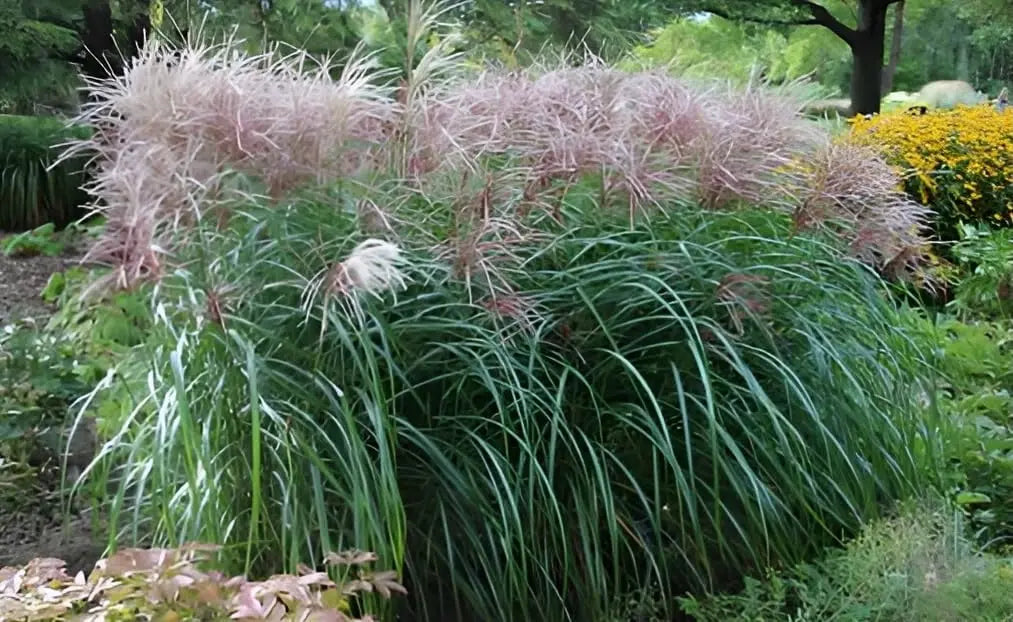 Rotes Chinaschilf Miscanthus sinensis 'Rotsilber' Ziergras von Stauden Gänge, mit silberroten Halmen und grazilem Wuchs.
