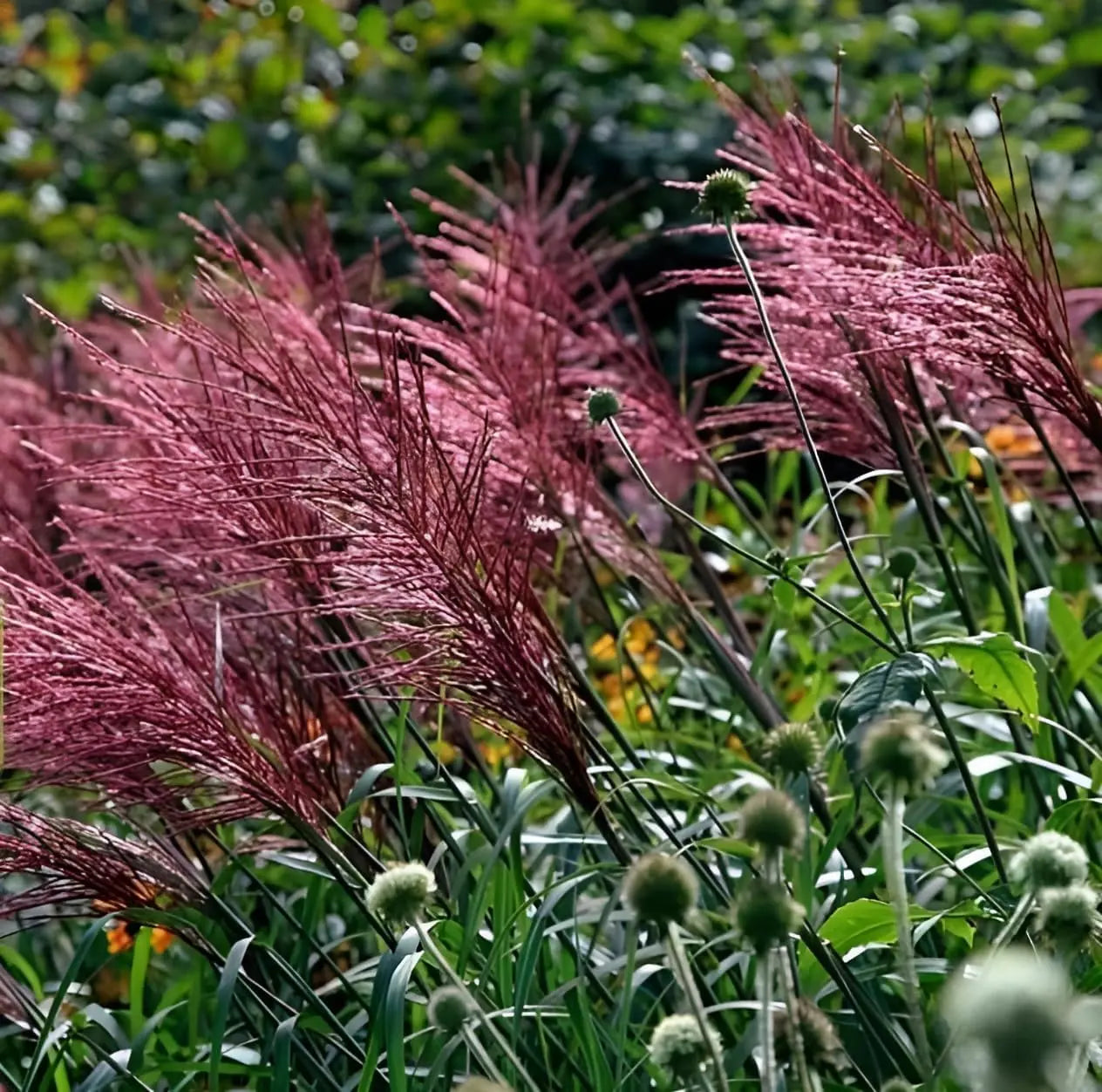 Ziergras Miscanthus sinensis 'Rotsilber' mit roten und silbernen Blättern, Stauden Gänge, Blüten im Sommer