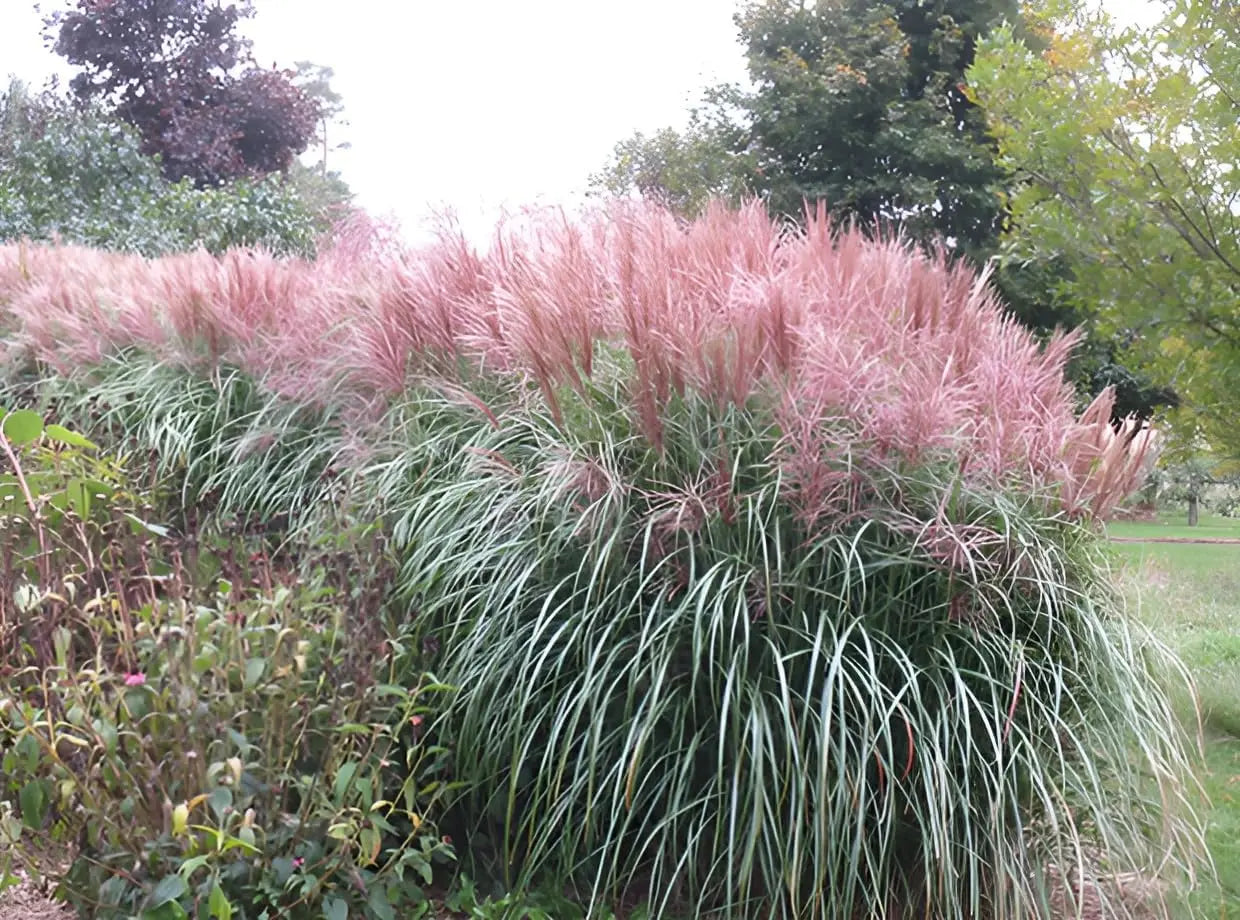 Ziergras Miscanthus sinensis 'Rotsilber' mit roten und silbernen Blättern, Stauden Gänge, im Garten.
