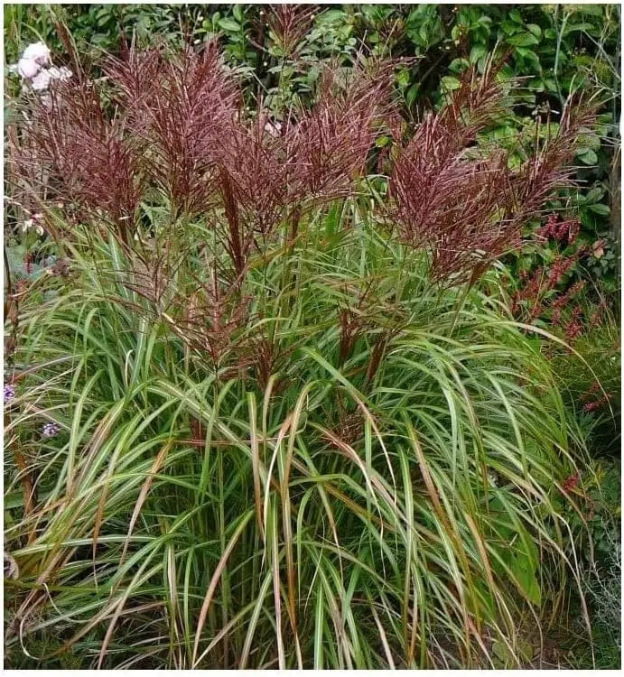 Ziergras Miscanthus sinensis 'Rotsilber' in XXL Topf, rot-silbriges Chinaschilf, bei Stauden Gänge.
