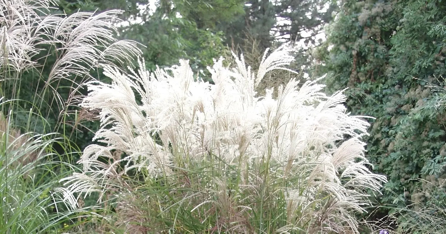 Ziergras Miscanthus sinensis 'Silberfeder' von Stauden Gänge mit silbrigen, federähnlichen Blättern, im Garten stehend