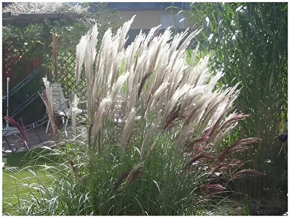 Ziergras Miscanthus sinensis 'Silberfeder' von Stauden Gänge mit silbrigen, federartigen Blättern, vermutlich im Garten.