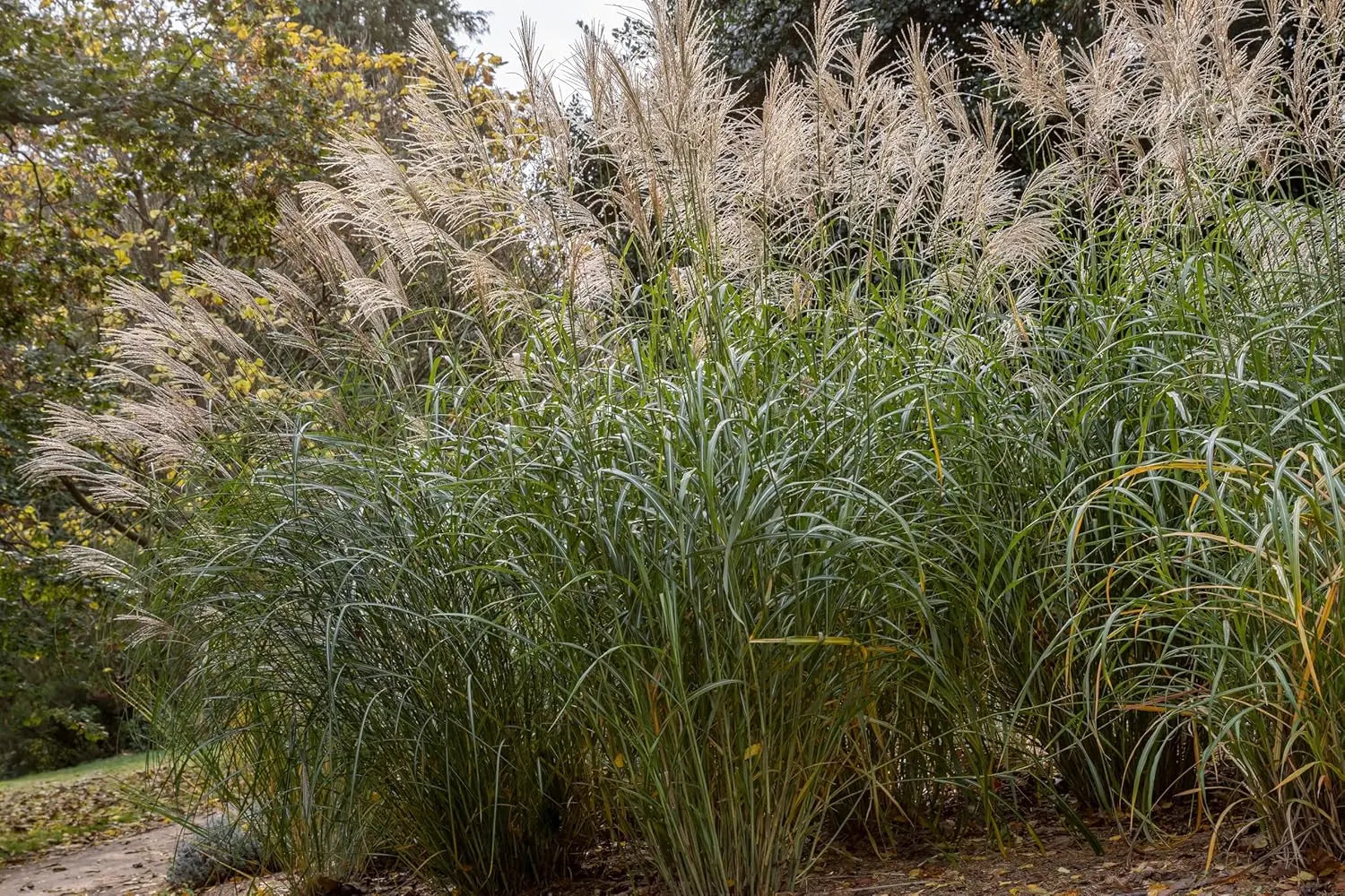 Stabiles Ziergras Miscanthus sinensis 'Silberfeder' von Stauden Gänge, mit silbernen Federähren im Garten.