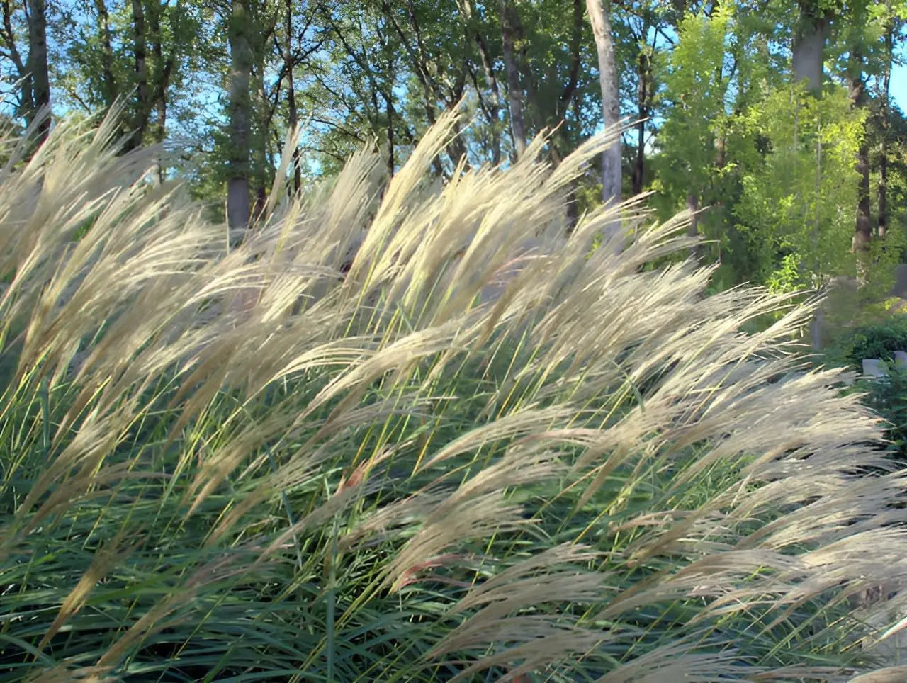Ziergras Miscanthus sinensis 'Silberfeder' mit silbernen Federwedeln, Stauden Gänge, sommerliches Chinaschilf in Naturaufnahme