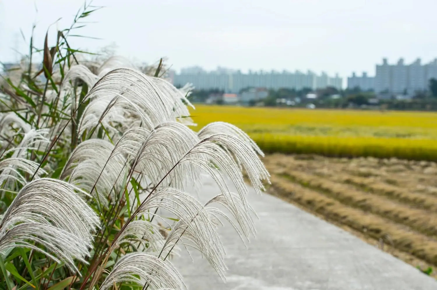Ziergras Miscanthus sinensis 'Silberfeder' / Chinaschilf, Stauden Gänge, mit silbrigen Blättern und hohen Halmen im Garten.