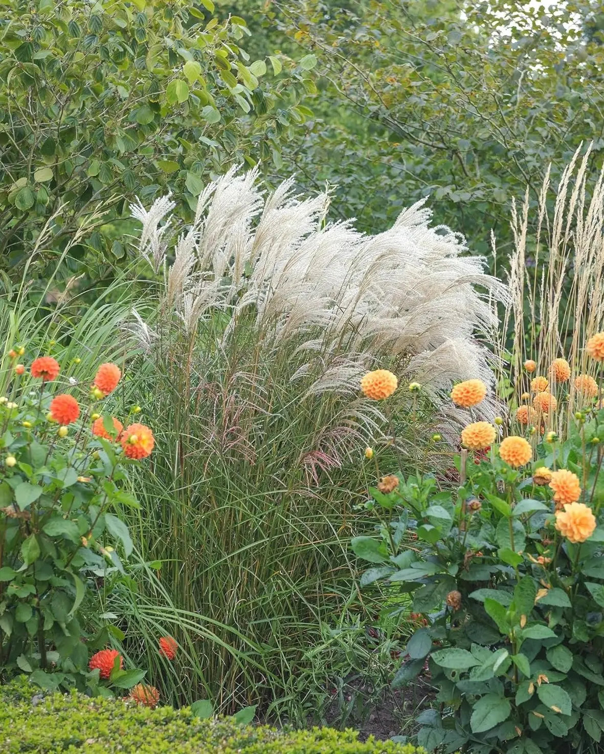 Ziergras Miscanthus sinensis 'Silberfeder' in XXL Topf, Stauden Gänge, mit silbrigem, federartigem Laub im Garten.