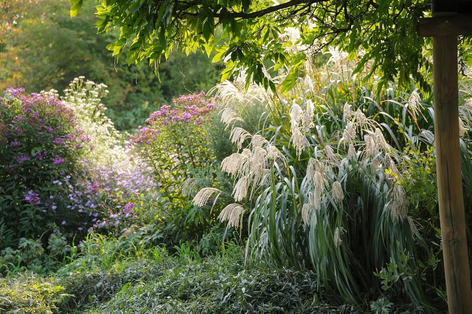Ziergras Miscanthus sinensis 'Silberfeder' in XXL-Topf, Stauden Gänge, mit silbernen Federwedeln, top gepflegt