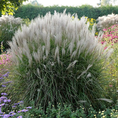 Ziergras Miscanthus sinensis 'Silberspinne' mit silbrigen Blättern, Stauden Gänge, Weißes Chinaschilf in Gartenaufnahme