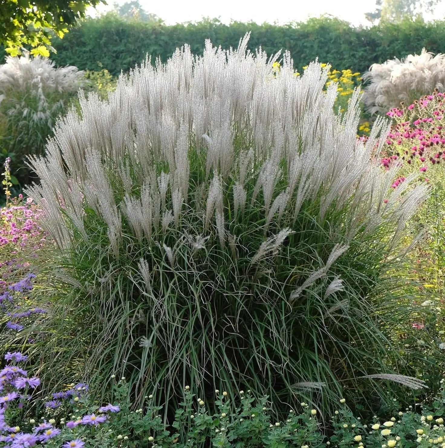 Ziergras Miscanthus sinensis 'Silberspinne' mit silbrigen Blättern, Stauden Gänge, Weißes Chinaschilf in Gartenaufnahme