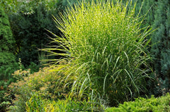 Ziergras Miscanthus sinensis 'Strictus' mit gestreiften Blättern, Stauden Gänge, dekoratives Ziergras für Garten.