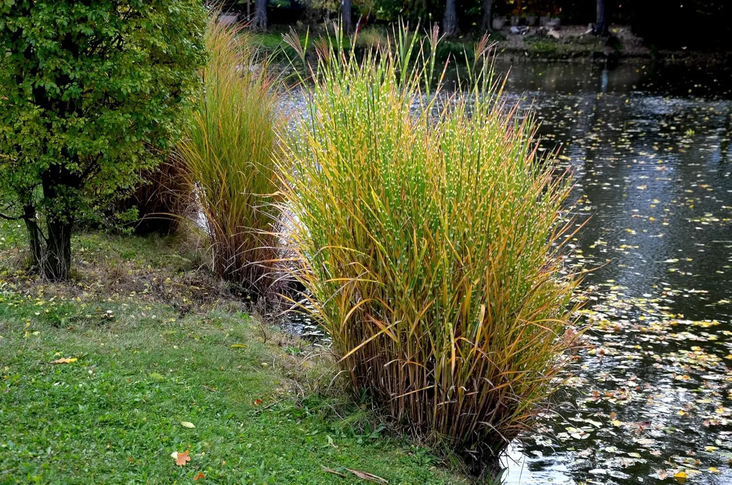 Ziergras Miscanthus sinensis 'Strictus' mit gestreiftem Laub, Stauden Gänge, dekoratives Ziergras im Garten