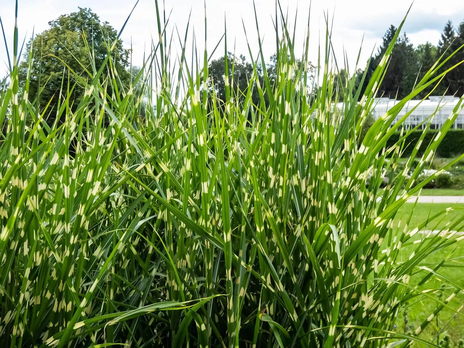 Ziergras Miscanthus sinensis 'Strictus' Zebraschilf, Stauden Gänge, grüne und gelbe gestreifte Blätter, im Garten.
